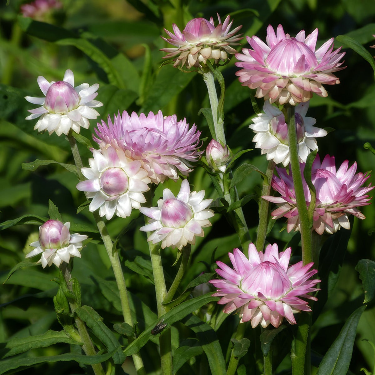 Bracteantha Silvery Rose P68brasro - Garden Express Australia