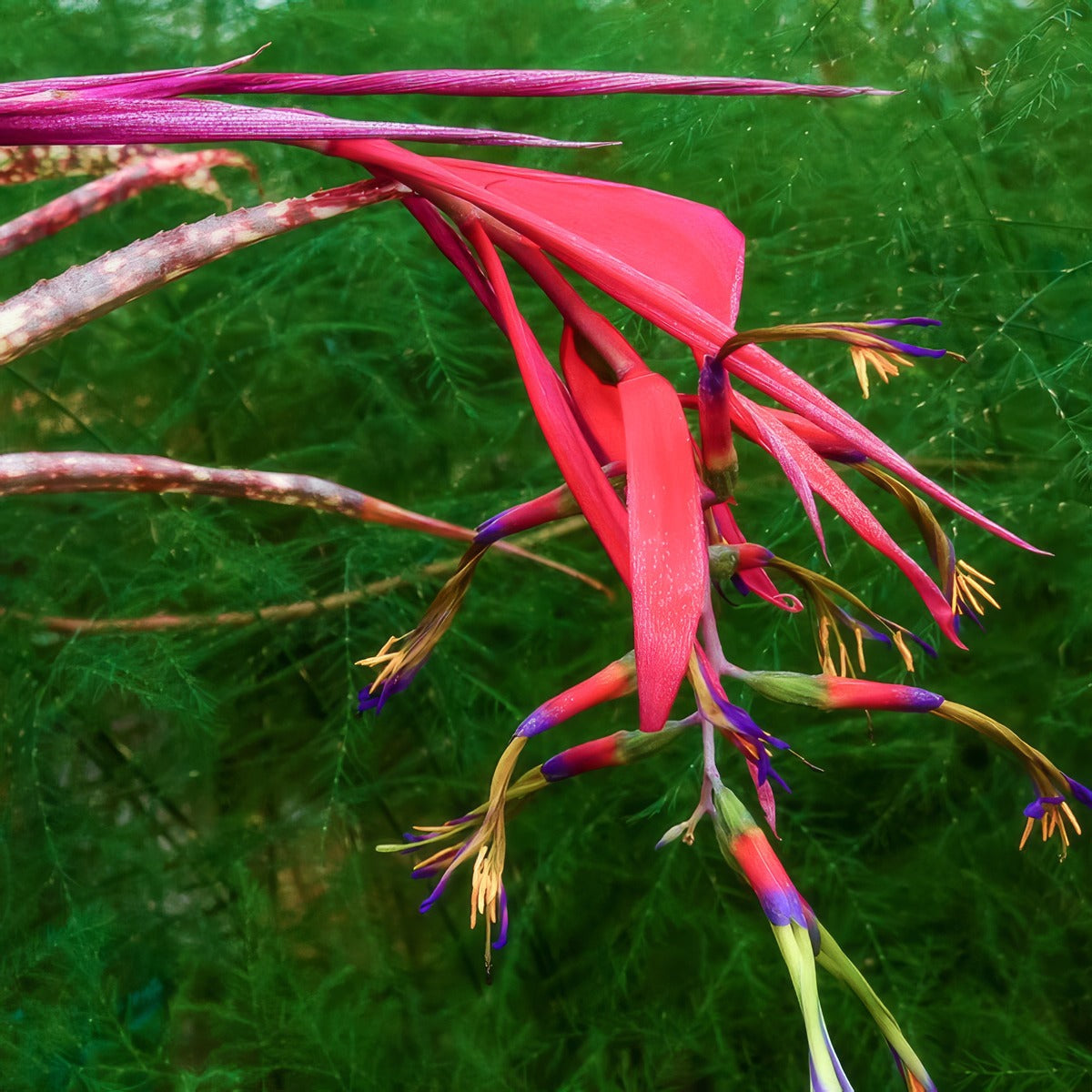 Bromeliad Billbergia Queens Tears - Garden Express Australia
