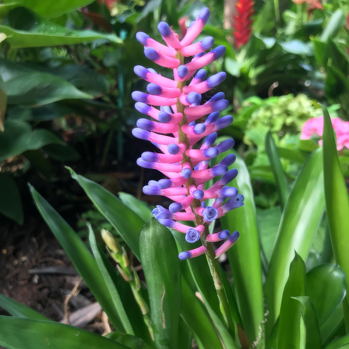 Bromeliad Matchsticks Pkbromat - Garden Express Australia