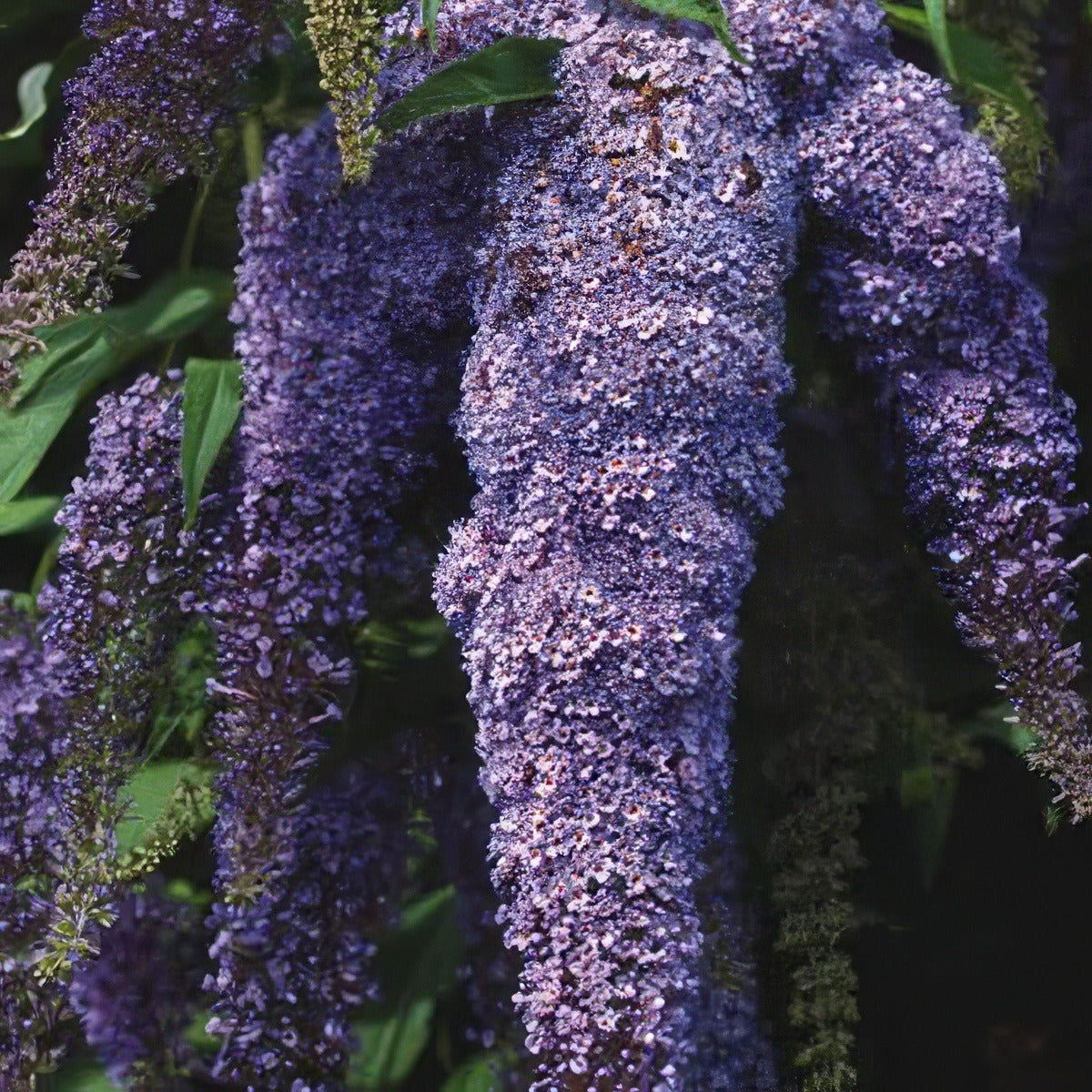 Buddleja Joan 2012 - Garden Express Australia