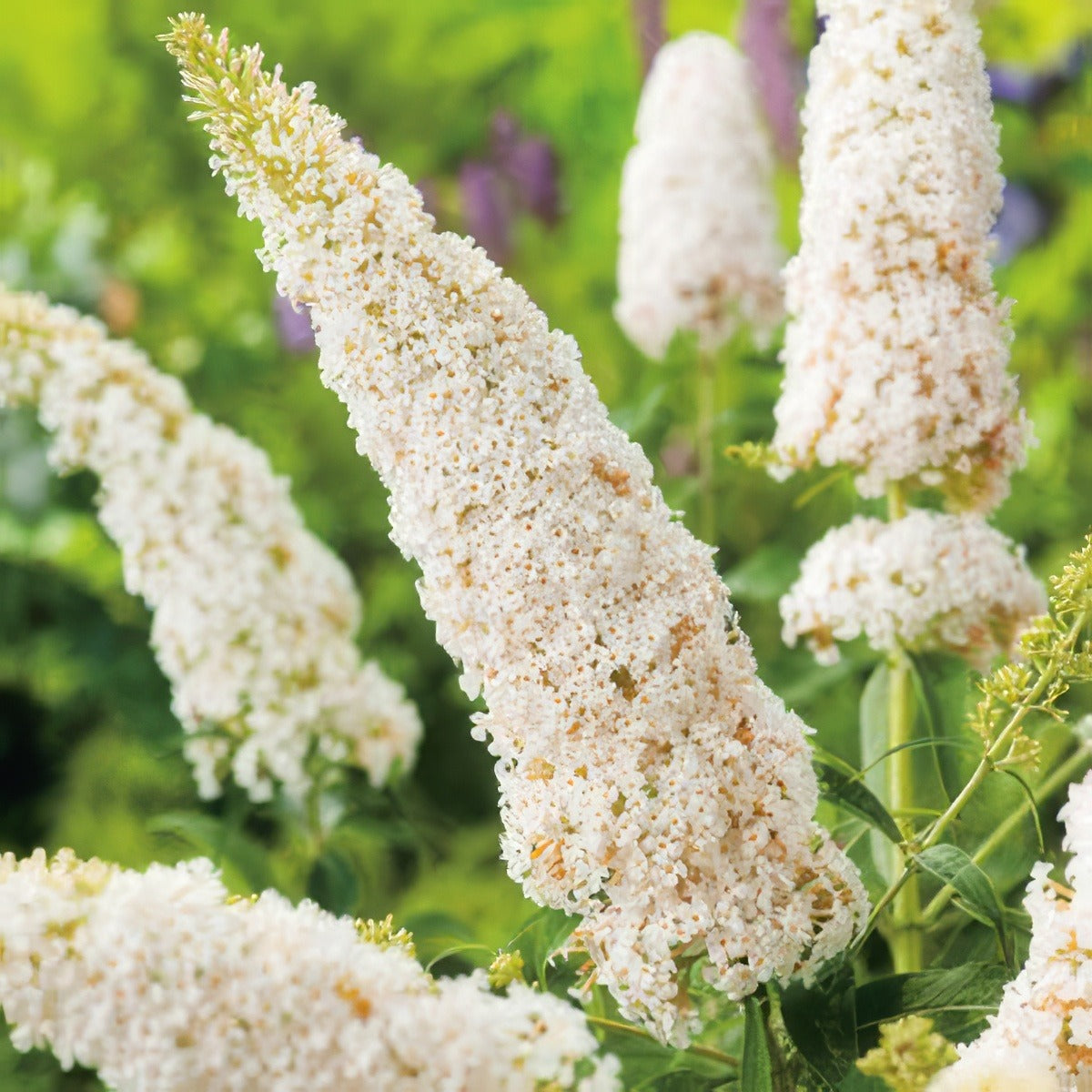 Buddleja White Profusion - Garden Express Australia
