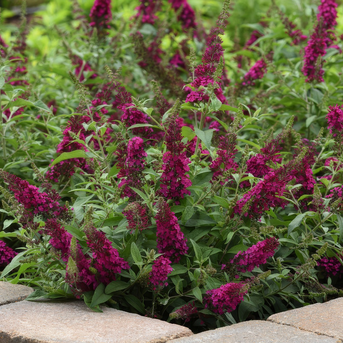 Buddleja Chrysalis Cranberry - Garden Express Australia