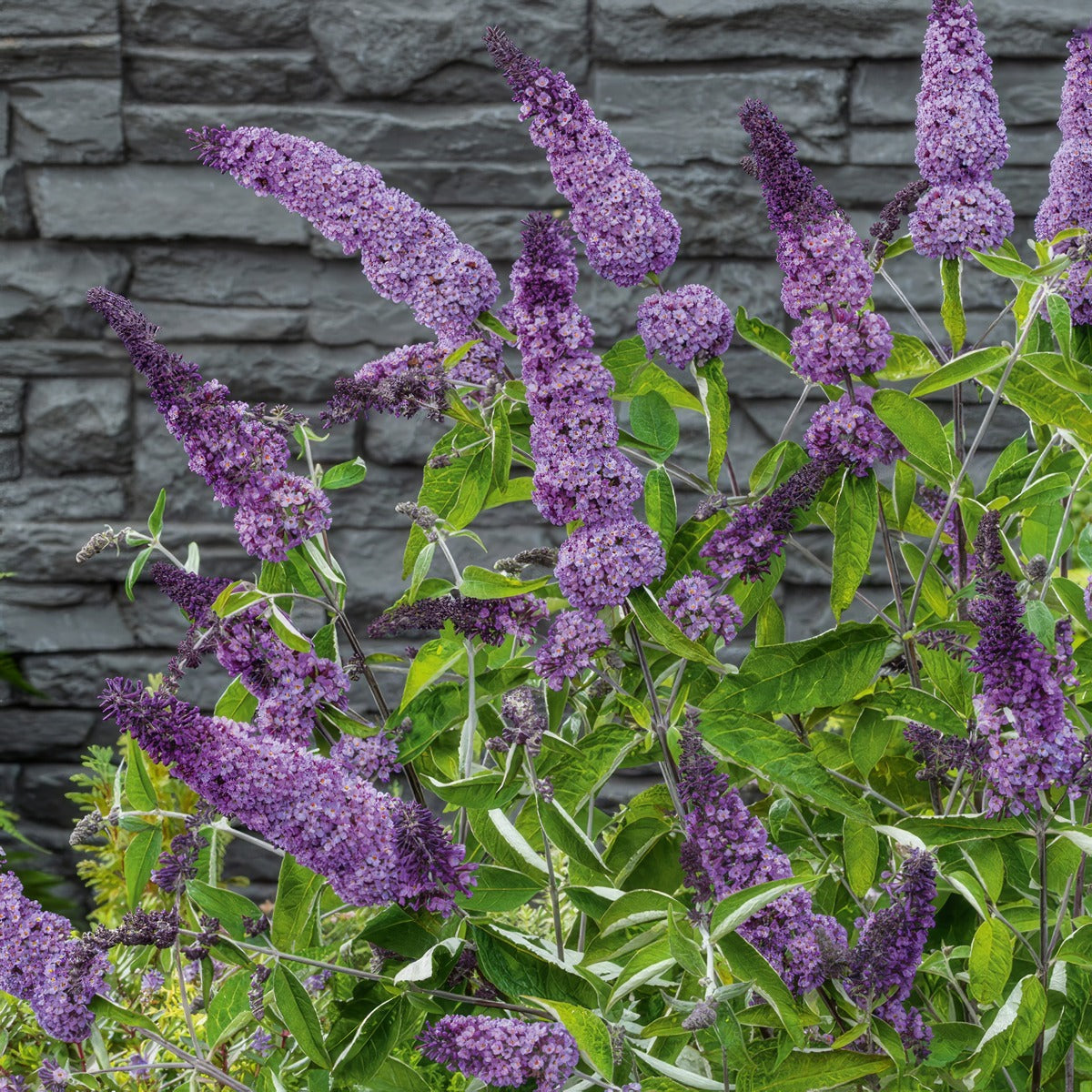 Buddleja Leah Blue P68budlbl - Garden Express Australia