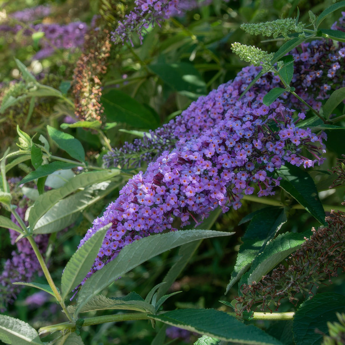 Buddleja Nanhoensis Blue P75budnbl - Garden Express Australia