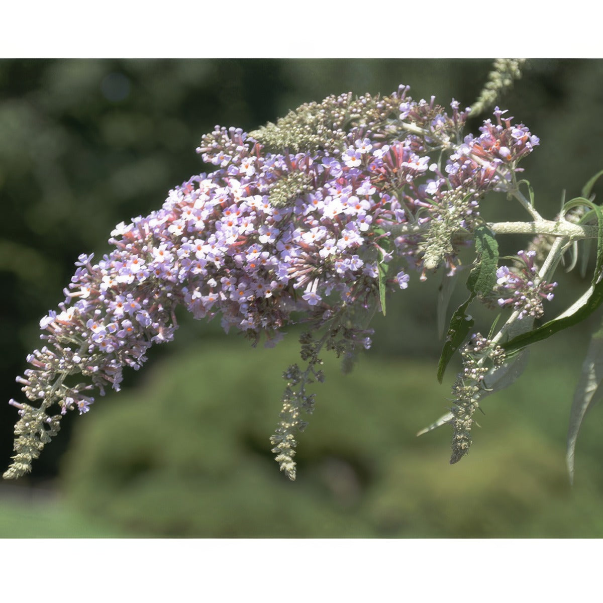 Buddleja Salviifolia P75budsal - Garden Express Australia