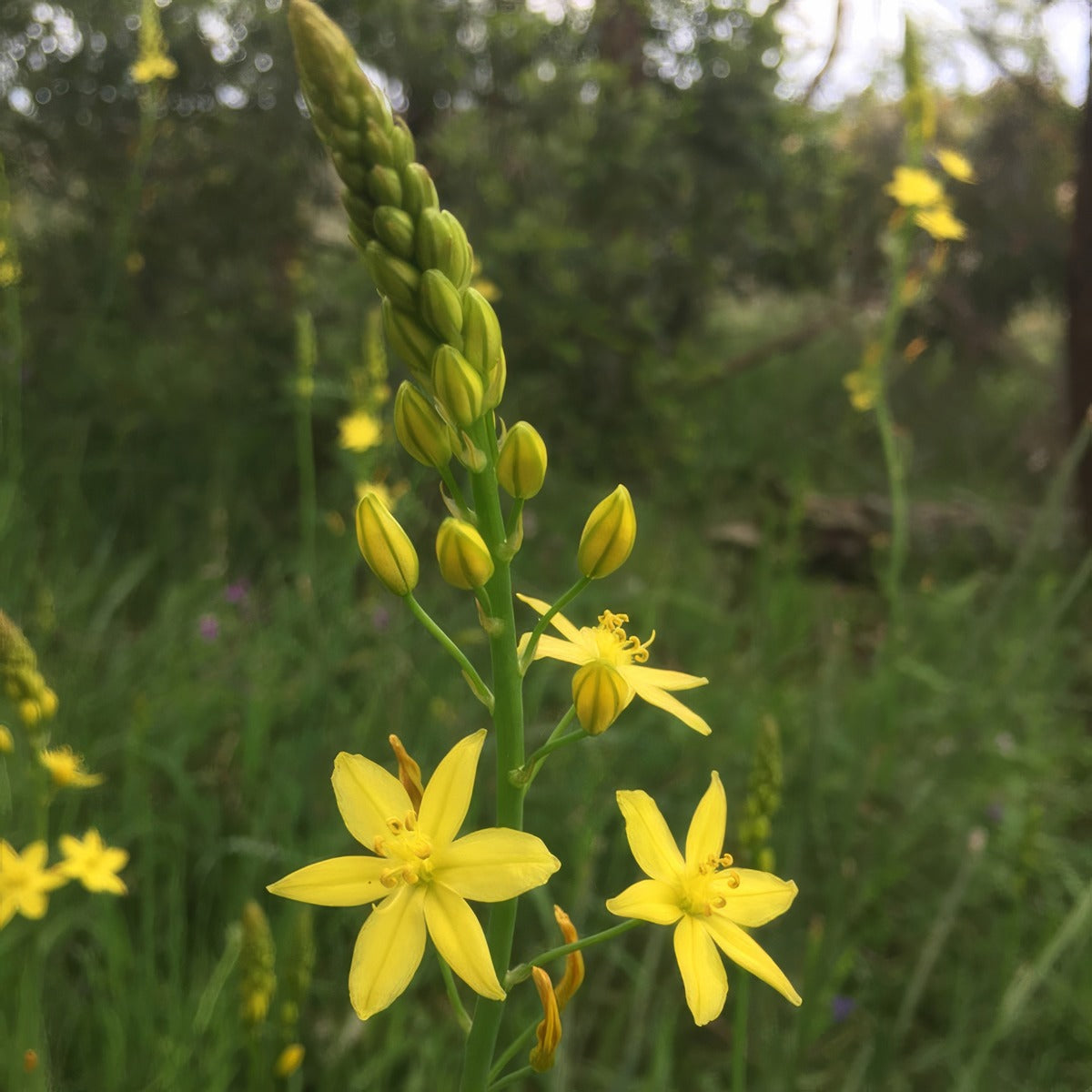 Bulbine Lily P68bullil - Garden Express Australia