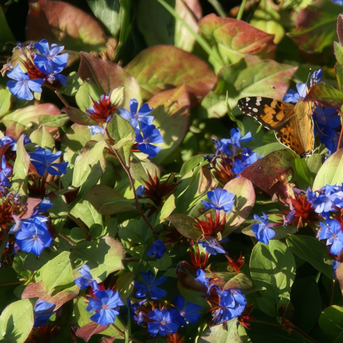 Burmese Plumbago 16 - Garden Express Australia