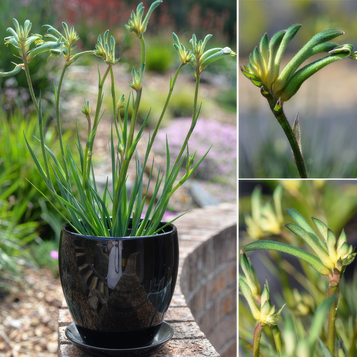 Bush Gems Celebrations Aussie Spirit Kangaroo Paw P14kpaasp - Garden Express Australia