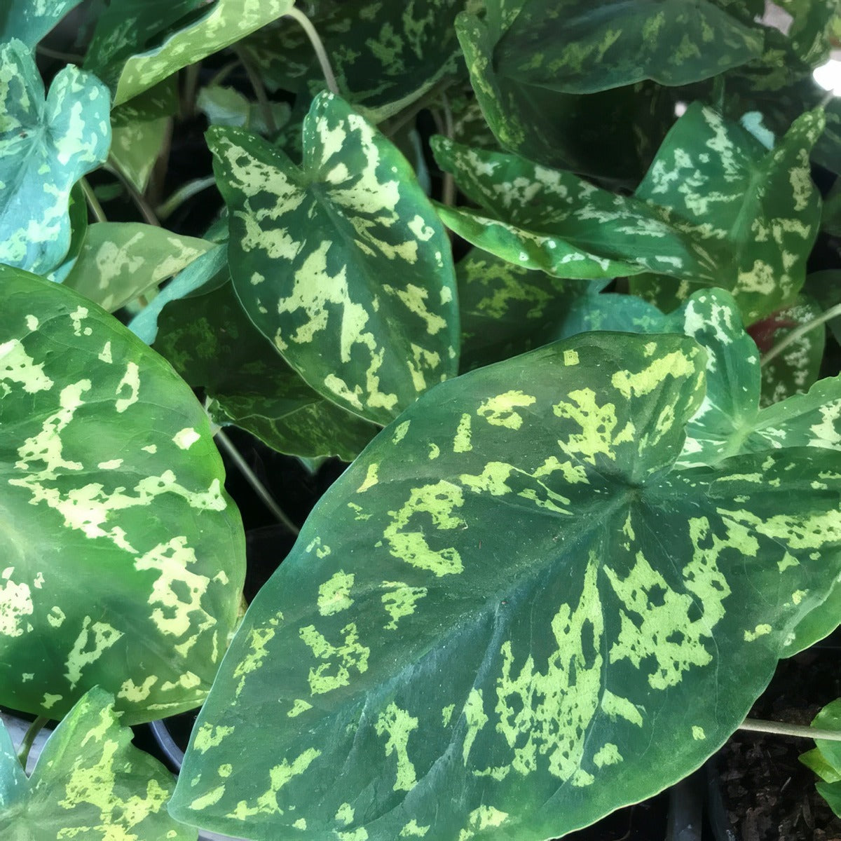 Caladium Hilo Beauty P10calhbe - Garden Express Australia