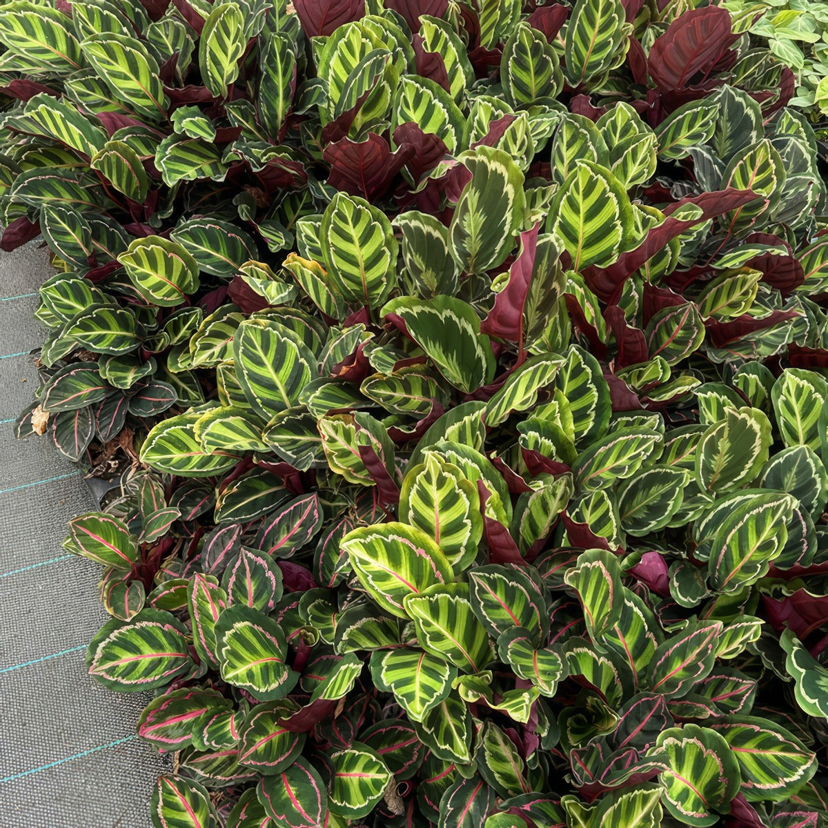 Calathea Illustris Plugs - Garden Express Australia