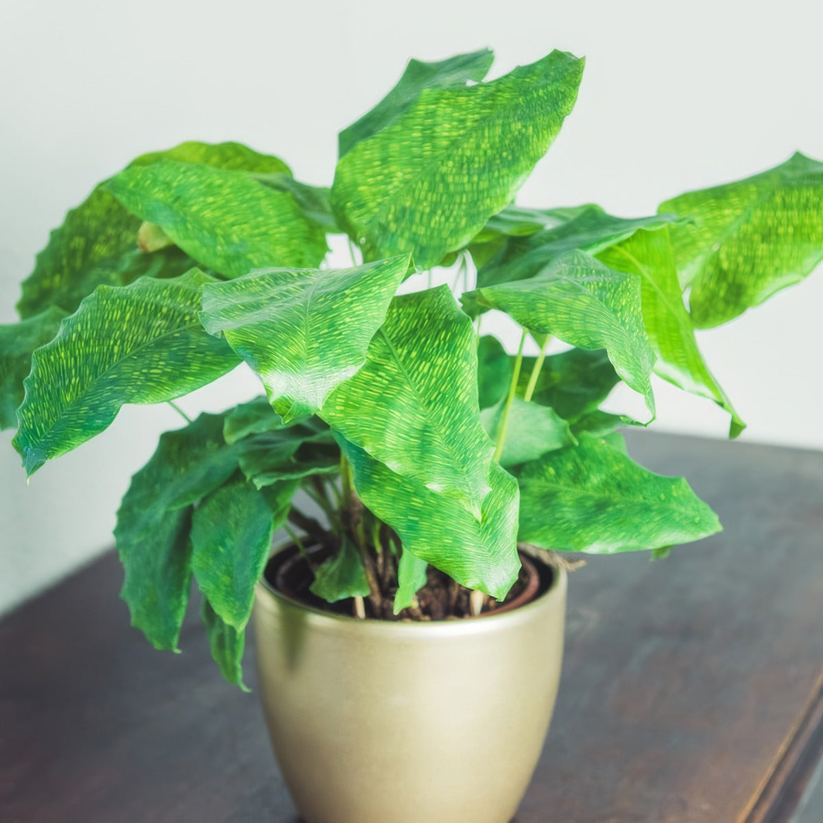 Calathea Network P10calnwo - Garden Express Australia