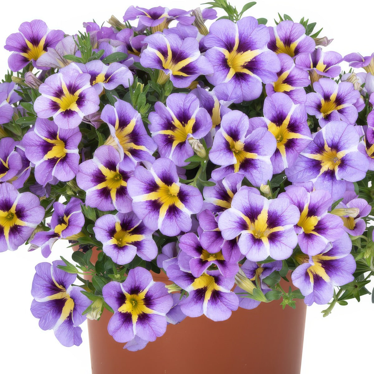 Calibrachoa Tik Tok Sky Blue - Garden Express Australia