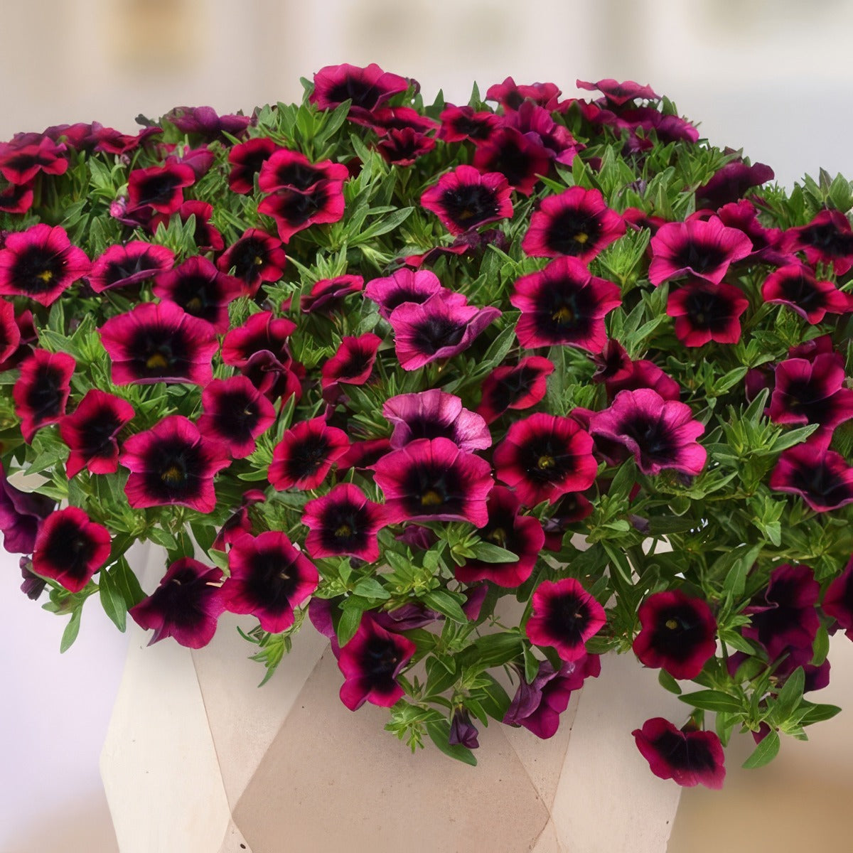 Calibrachoa Dracula P14caldra - Garden Express Australia