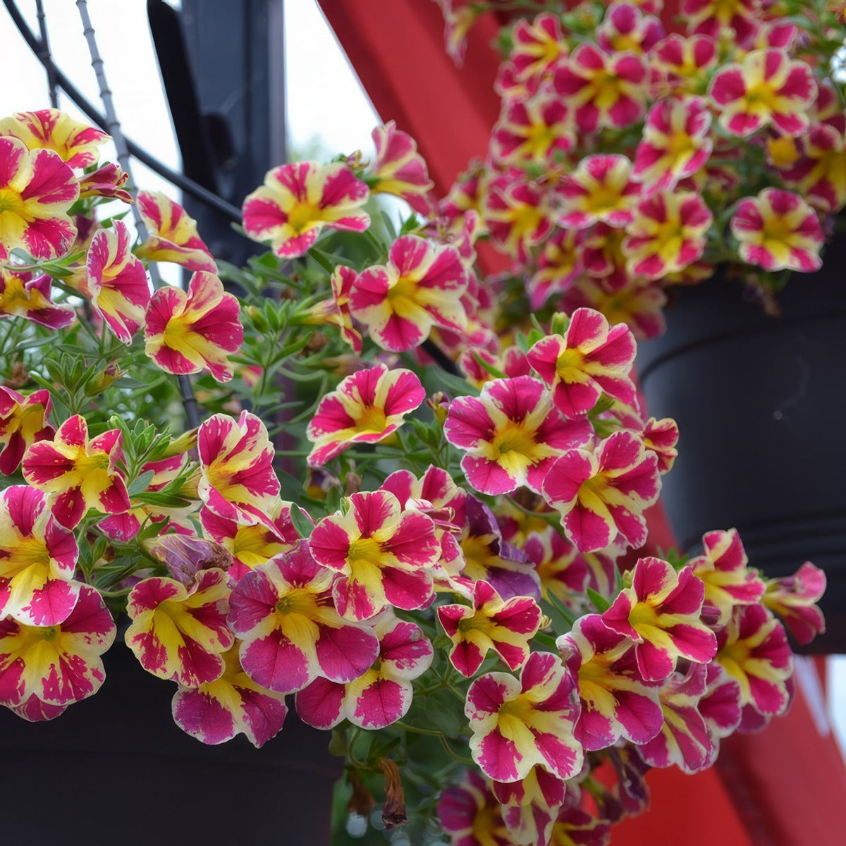 Calibrachoa Colibri Abstract Guava P68calcag - Garden Express Australia