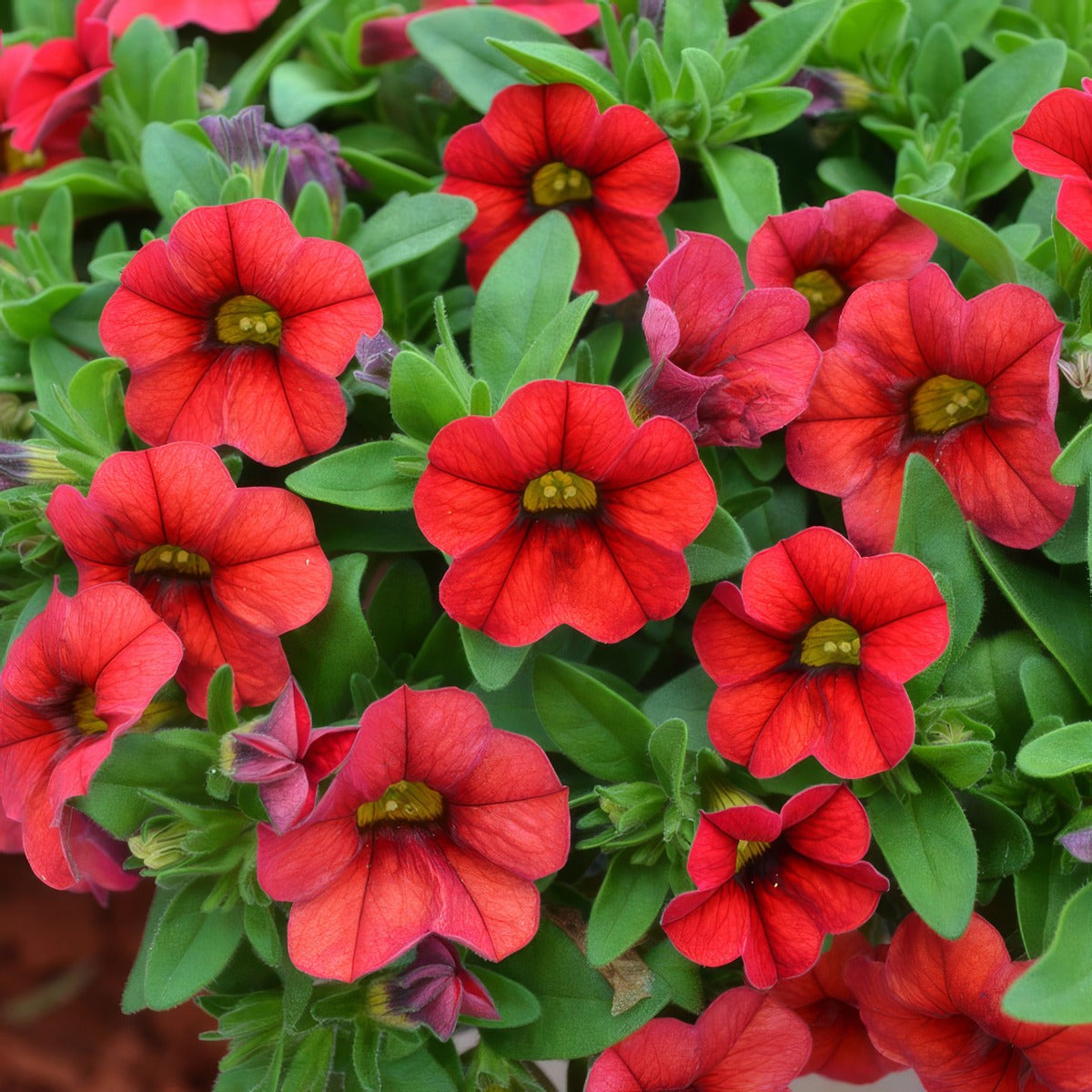 Calibrachoa Calipetite Red Pplcalcrd - Garden Express Australia