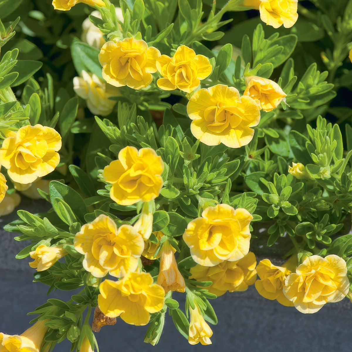 Calibrachoa Can Can Rosies Yellow - Garden Express Australia