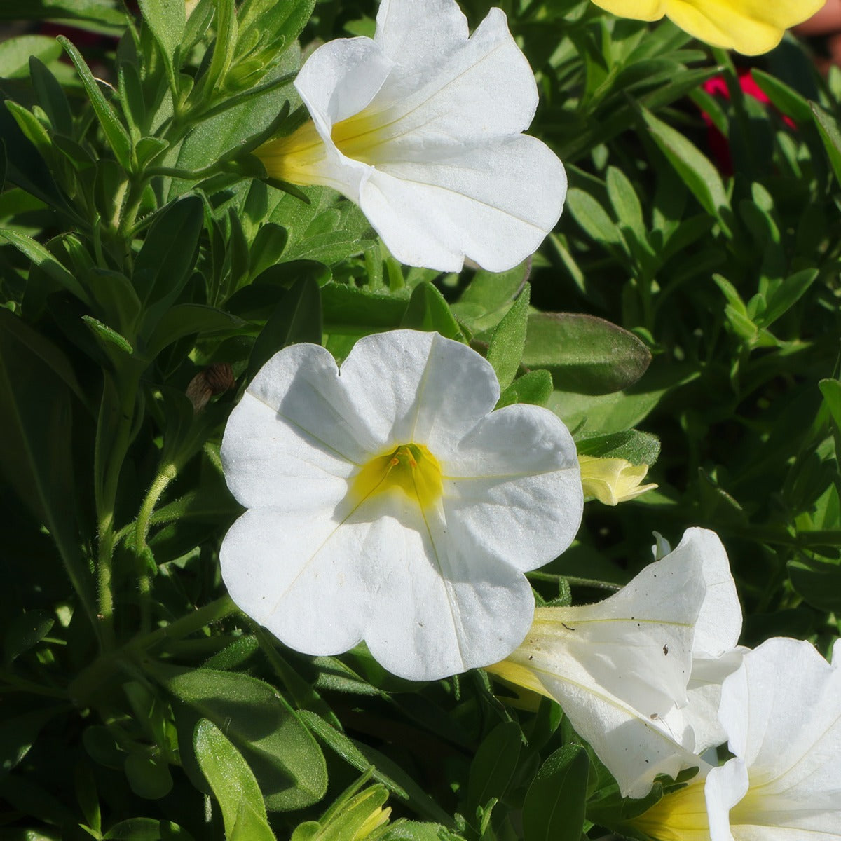 Calibrachoa Paintball White P68calpwh - Garden Express Australia