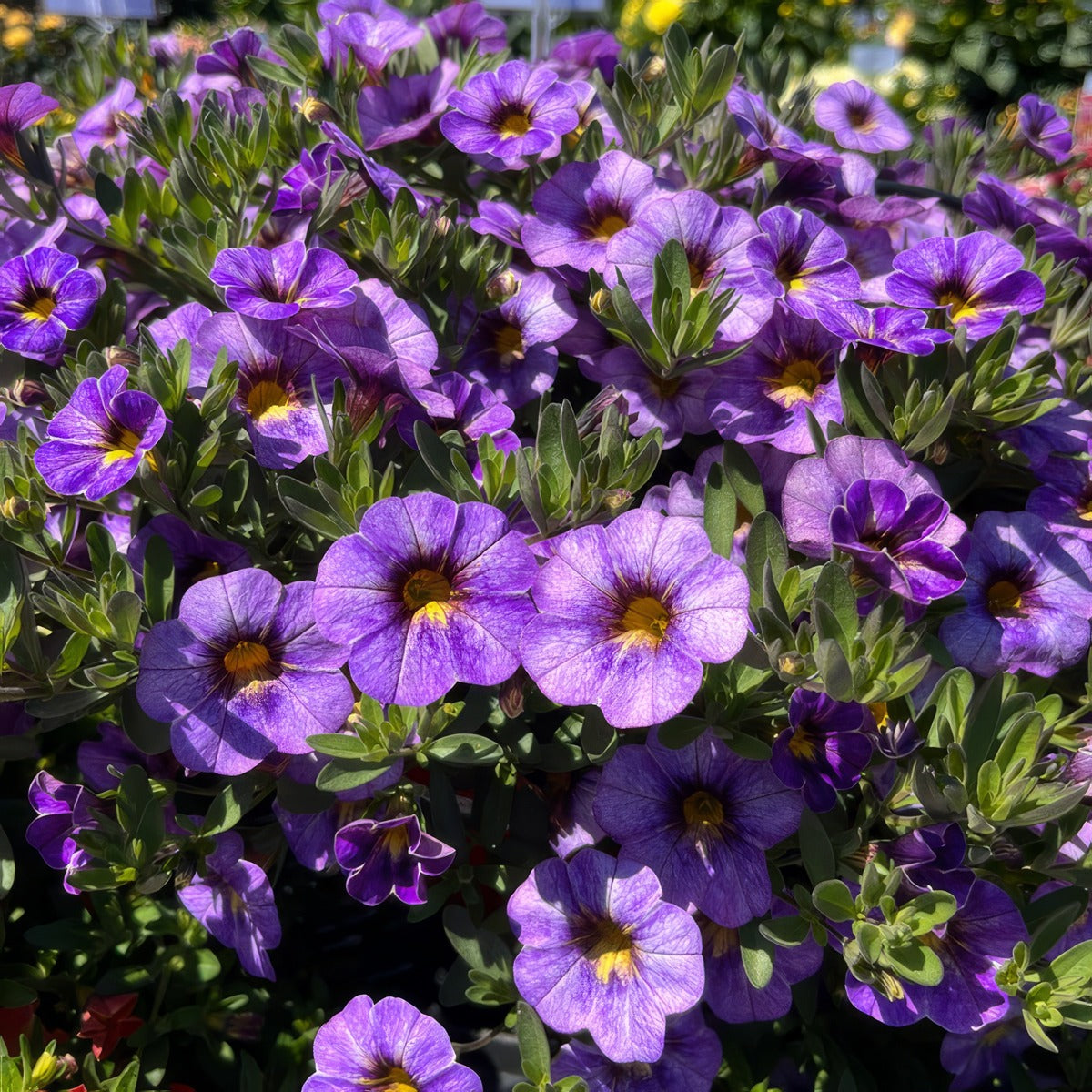 Calibrachoa Rainbow Bermuda Blue P68calrbb - Garden Express Australia