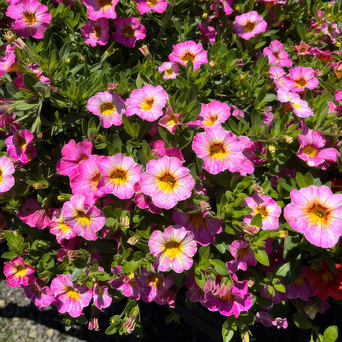Calibrachoa Rainbow Parisian Pink P68calrpp - Garden Express Australia