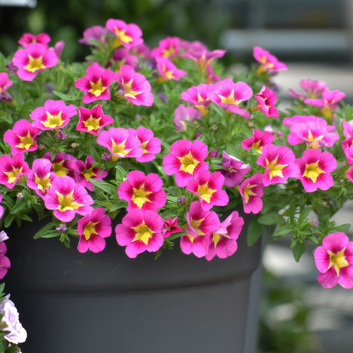 Calibrachoa Starjump Hot Pink P68calshp - Garden Express Australia