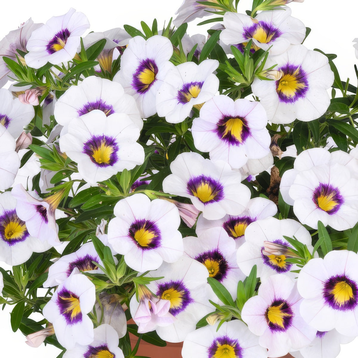 Calibrachoa Tik Tok White - Garden Express Australia