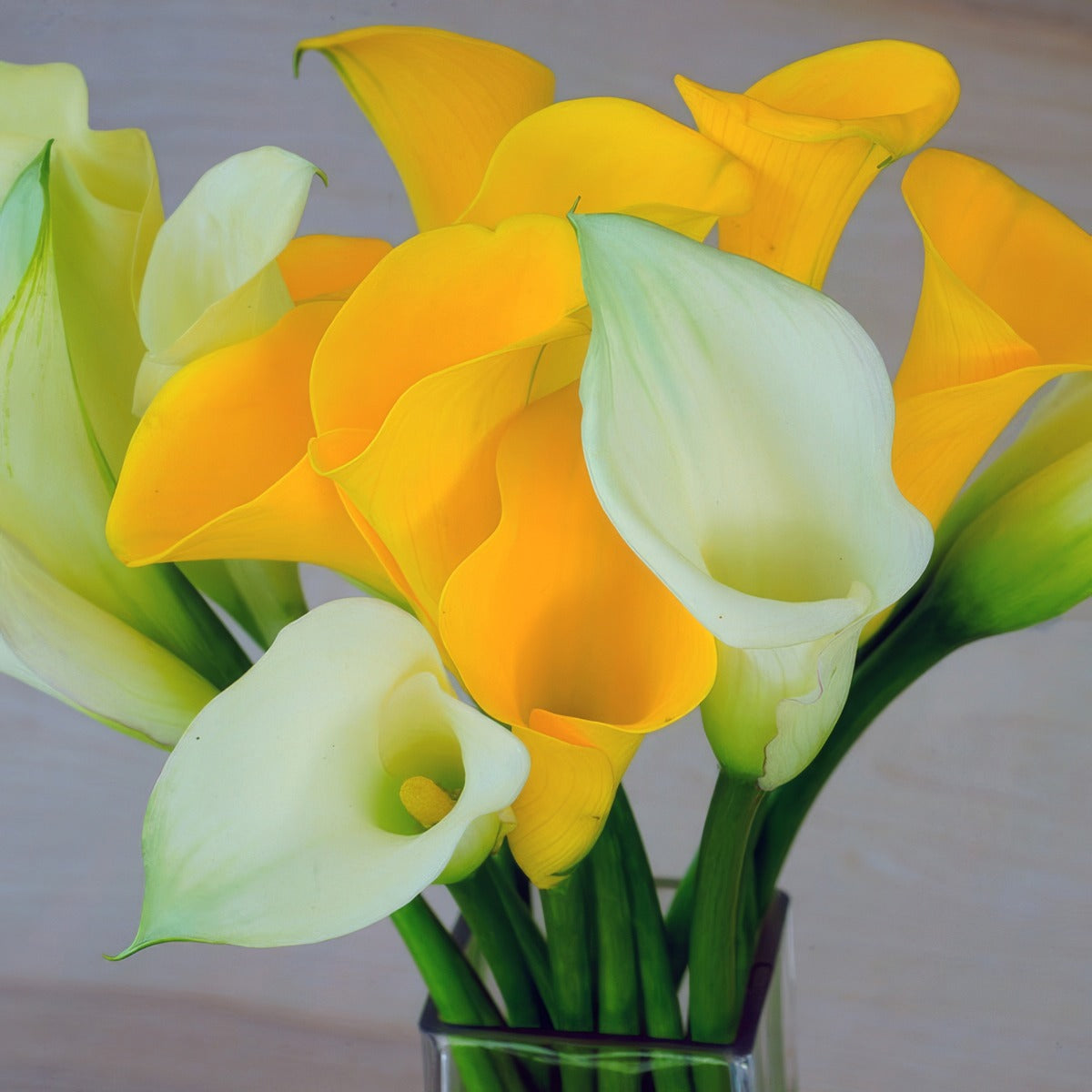 Calla Lily Classic Mixed - Garden Express Australia