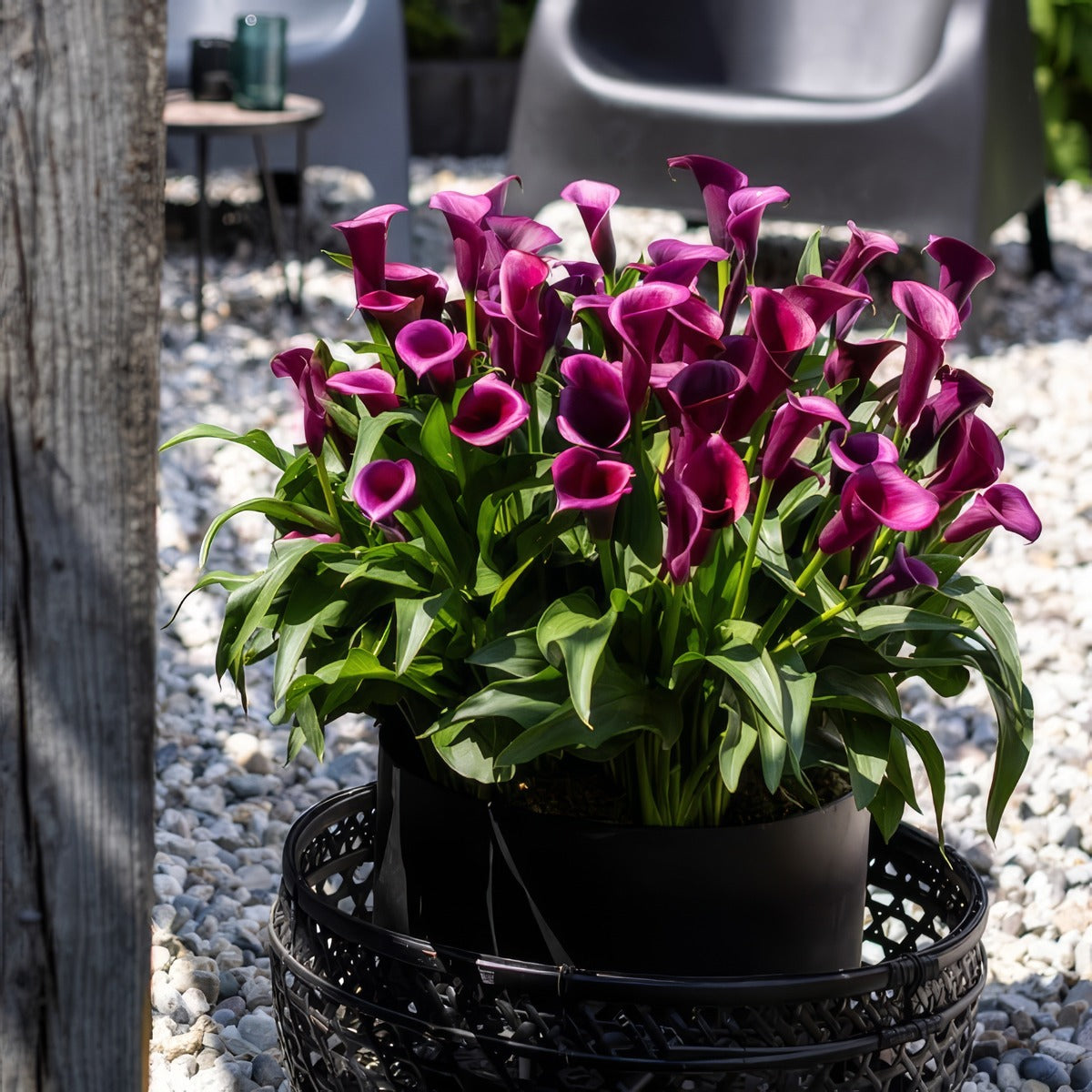 Calla Lily Durban 1 Pkcaldur - Garden Express Australia