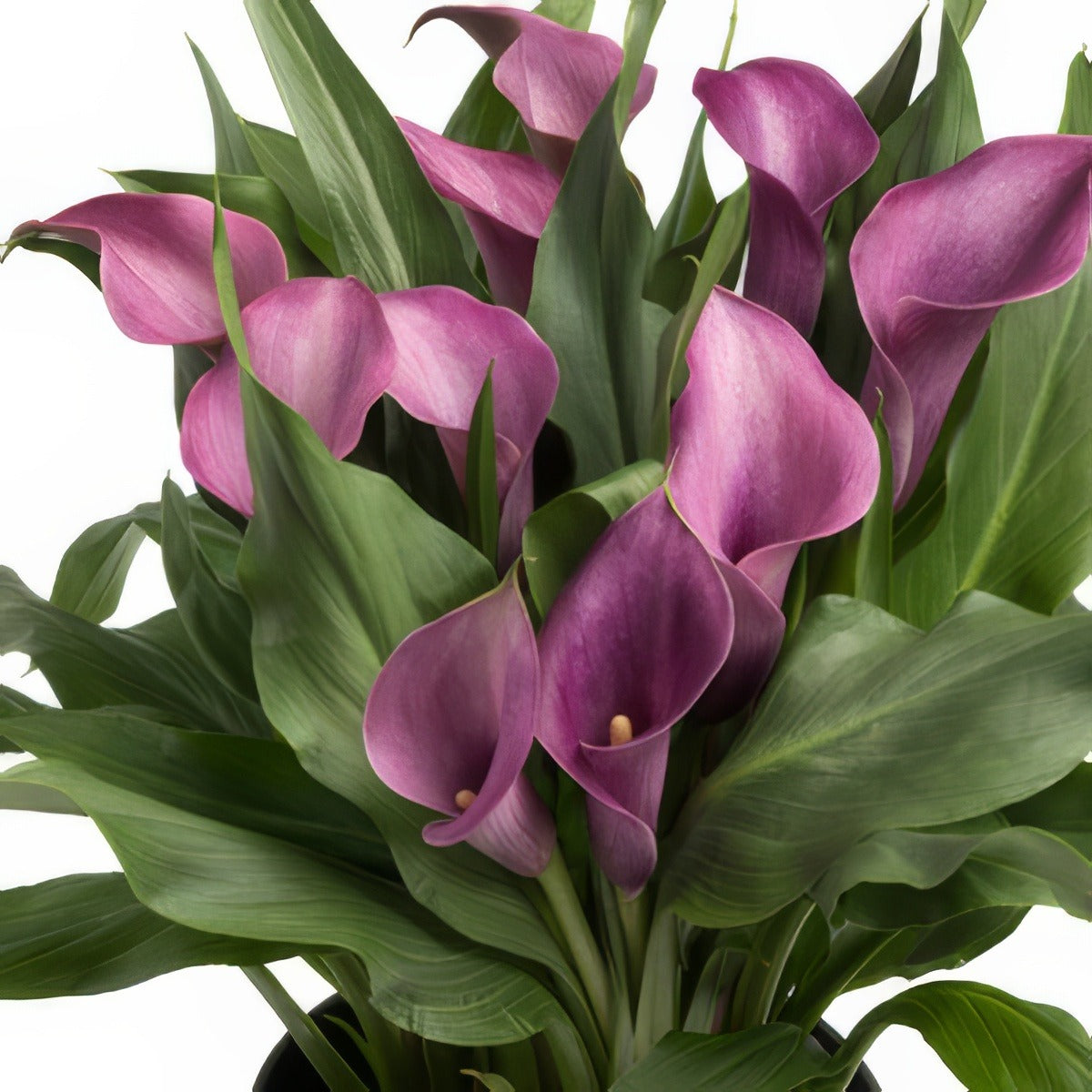 Calla Grape Velvet Pkcalgve - Garden Express Australia