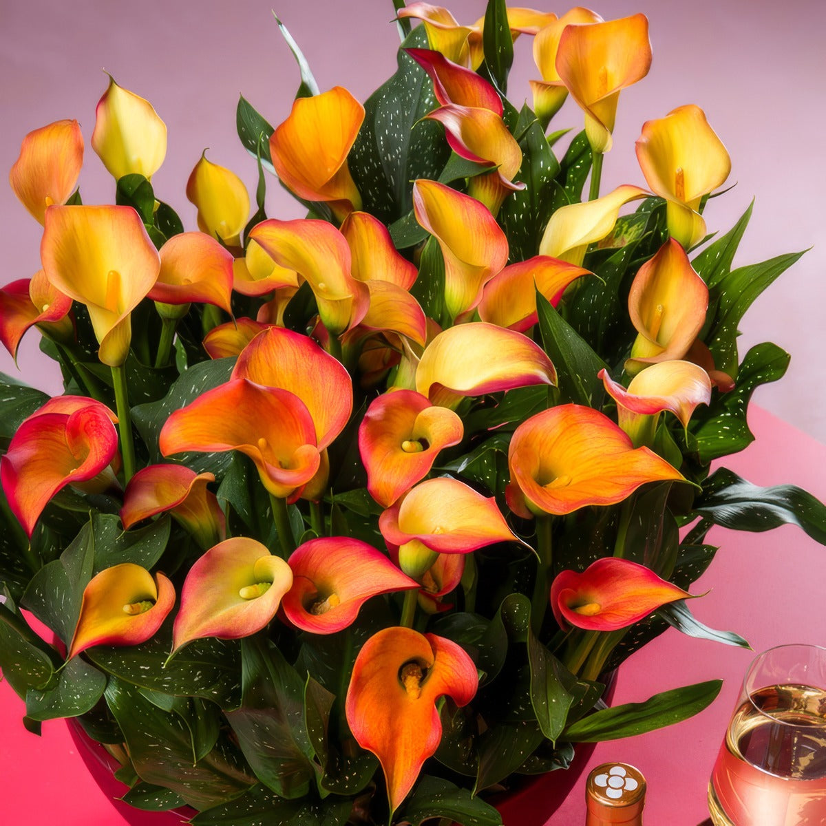 Calla Lily Morning Sun 2023 Pkcalmsu - Garden Express Australia
