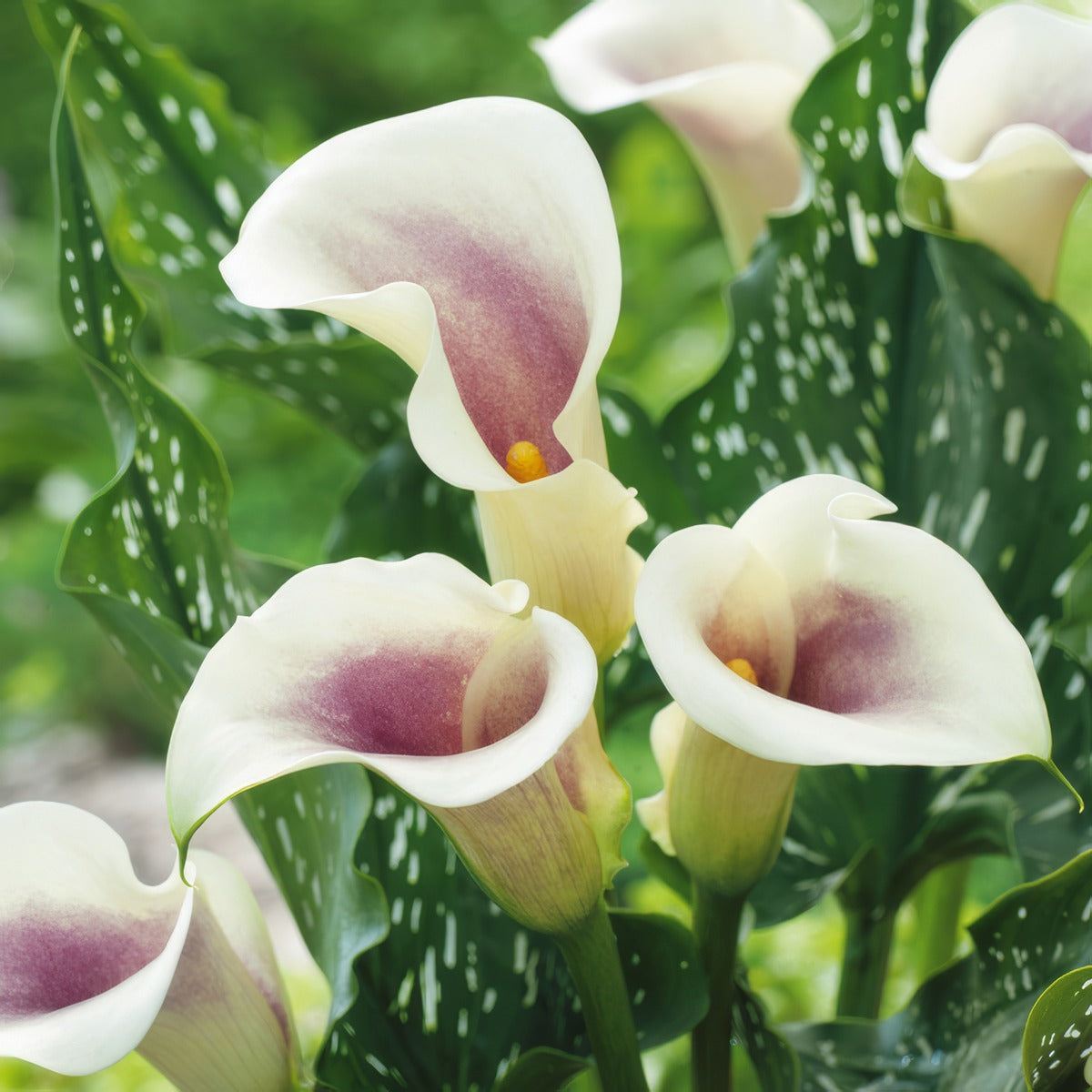 Calla Lily Picasso Pkcalpca - Garden Express Australia