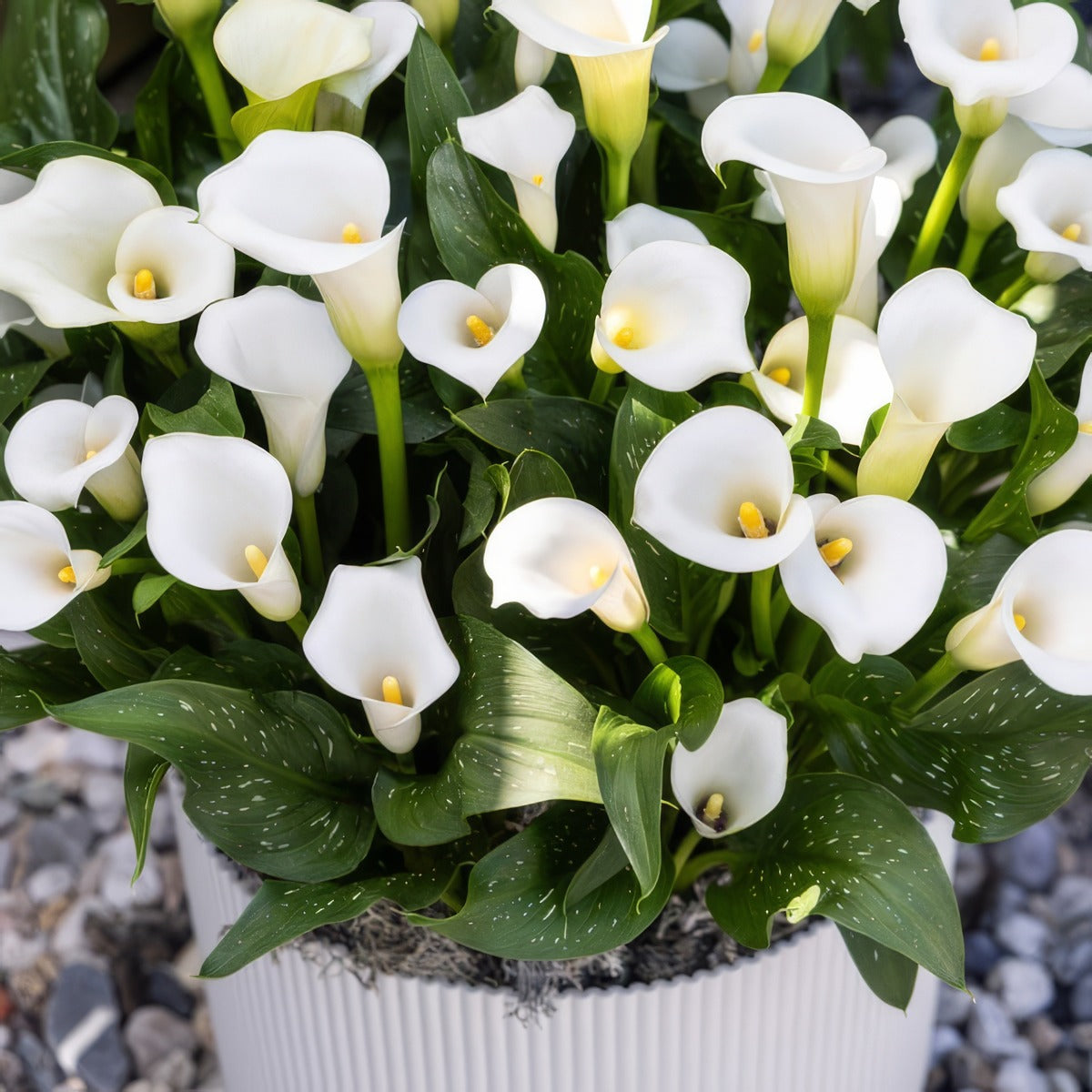 Calla Lily Whitehorse 1 Pkcalwhi - Garden Express Australia