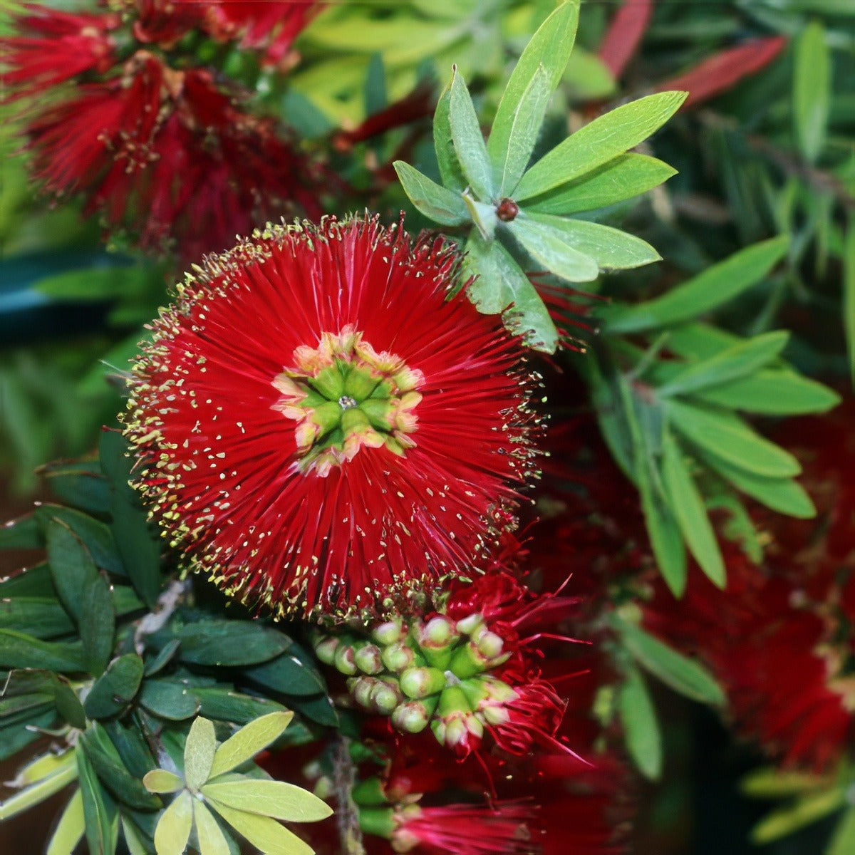 Callistemon Little John Lpocalljo 2020 - Garden Express Australia