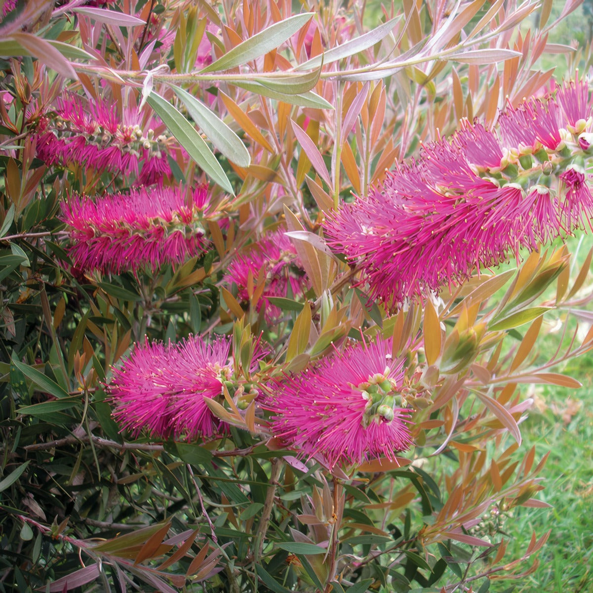 Callistemon Rosy Morn Lpocalrmo - Garden Express Australia