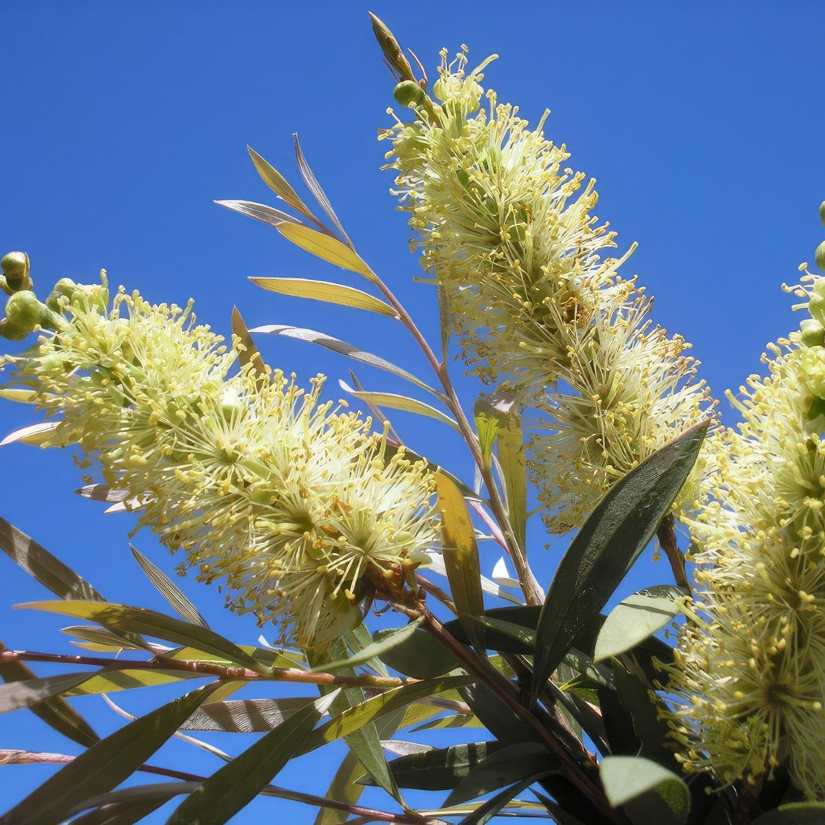 Callistemon Candelabra P14calcan - Garden Express Australia