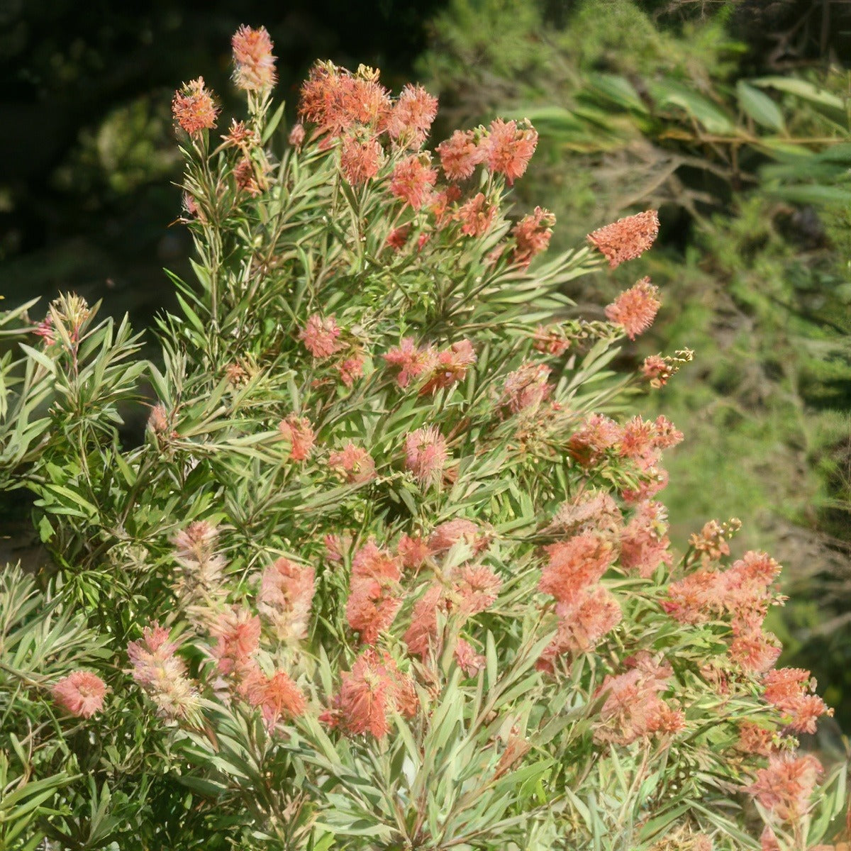 Callistemon Sugar Candy 15 - Garden Express Australia