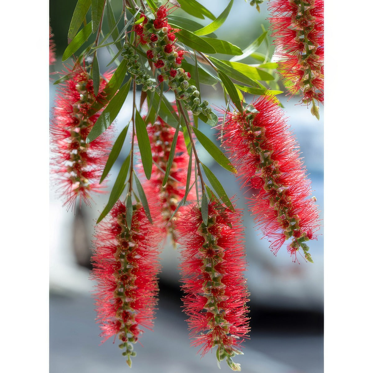 Callistemon Hannah Ray P68calhra - Garden Express Australia