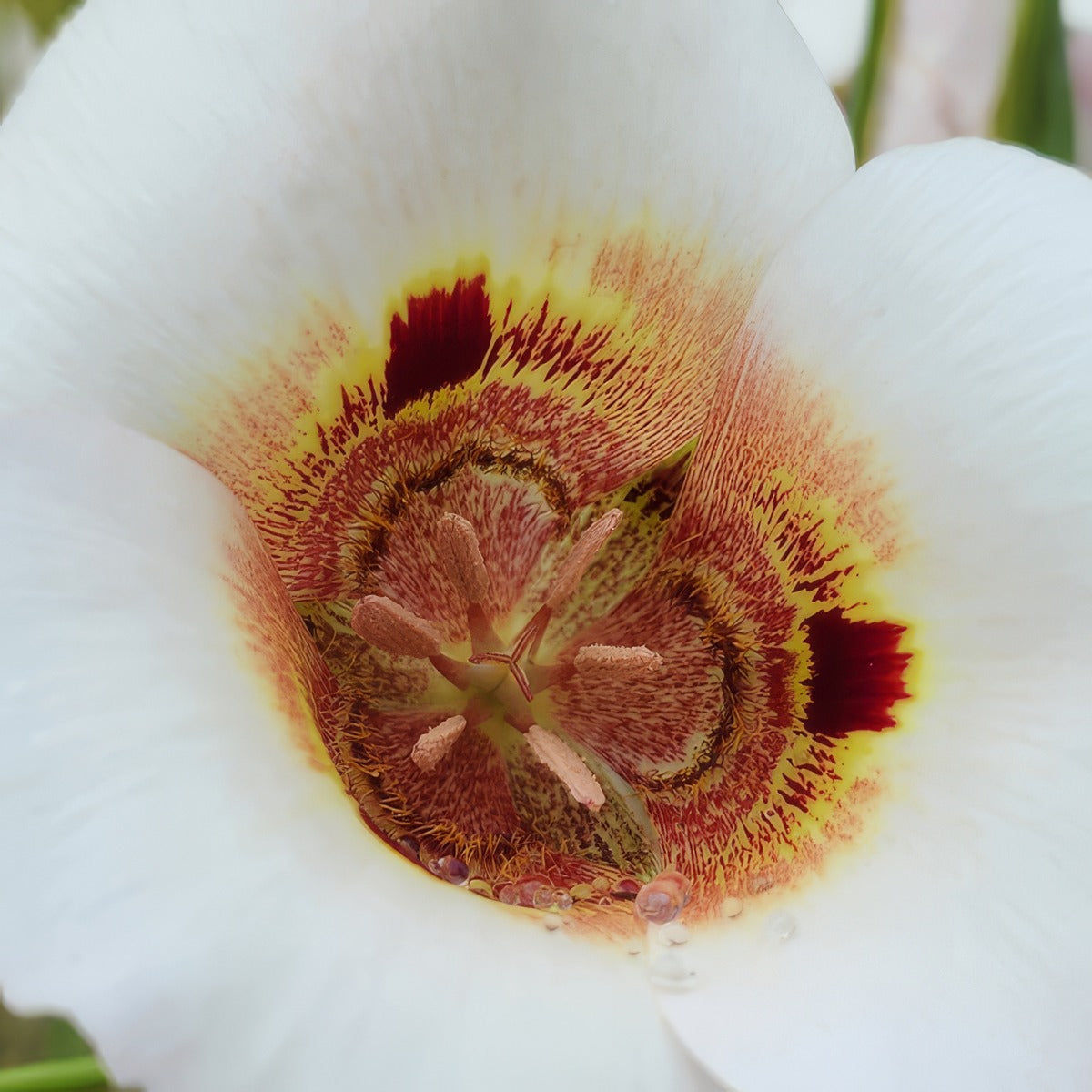 Calochortus Vestae 2 Pkcalves 2026 - Garden Express Australia