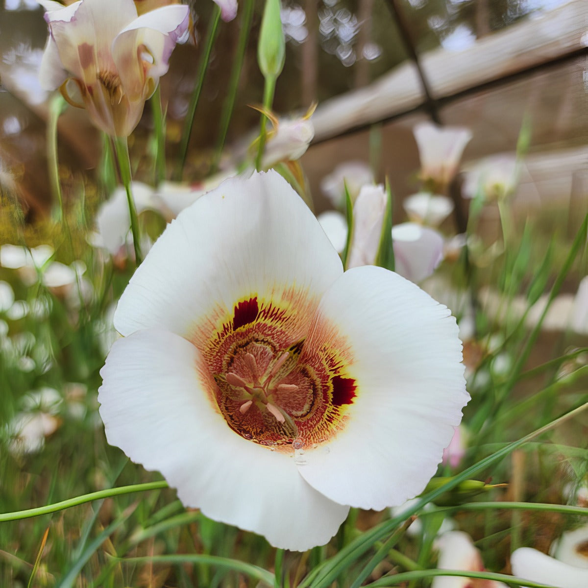 Calochortus Vestae Pkcalves 2026 - Garden Express Australia