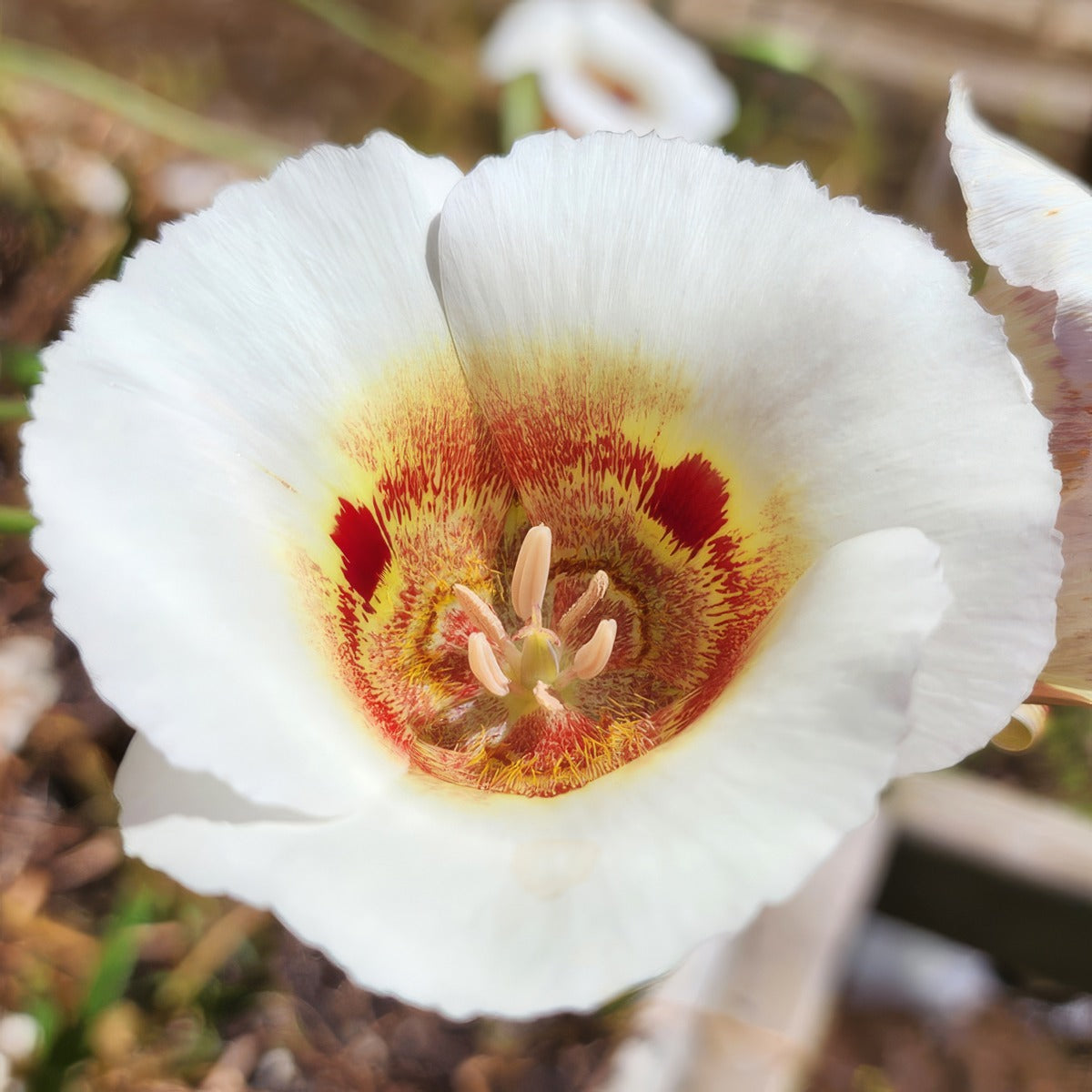 Calochortus Vestae 4 Pkcalves 2026 - Garden Express Australia