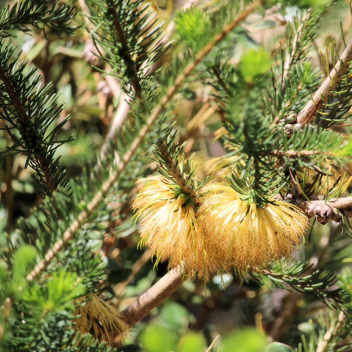 Calothamnus Dwarf Yellow P14caldye - Garden Express Australia