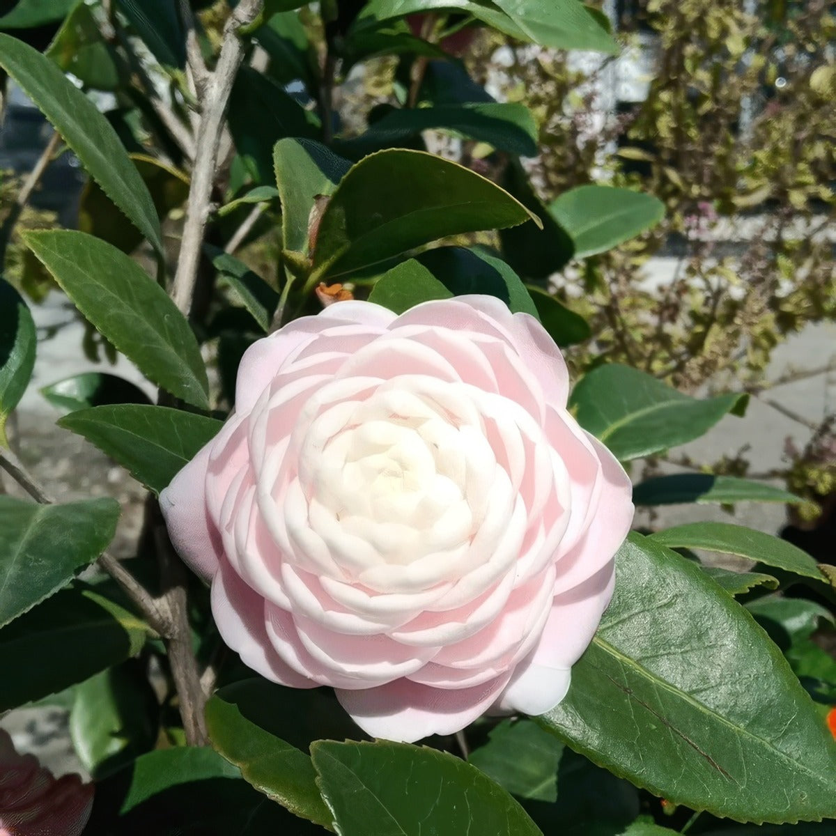 Camellia Donnans Dream St Lpocamddr - Garden Express Australia
