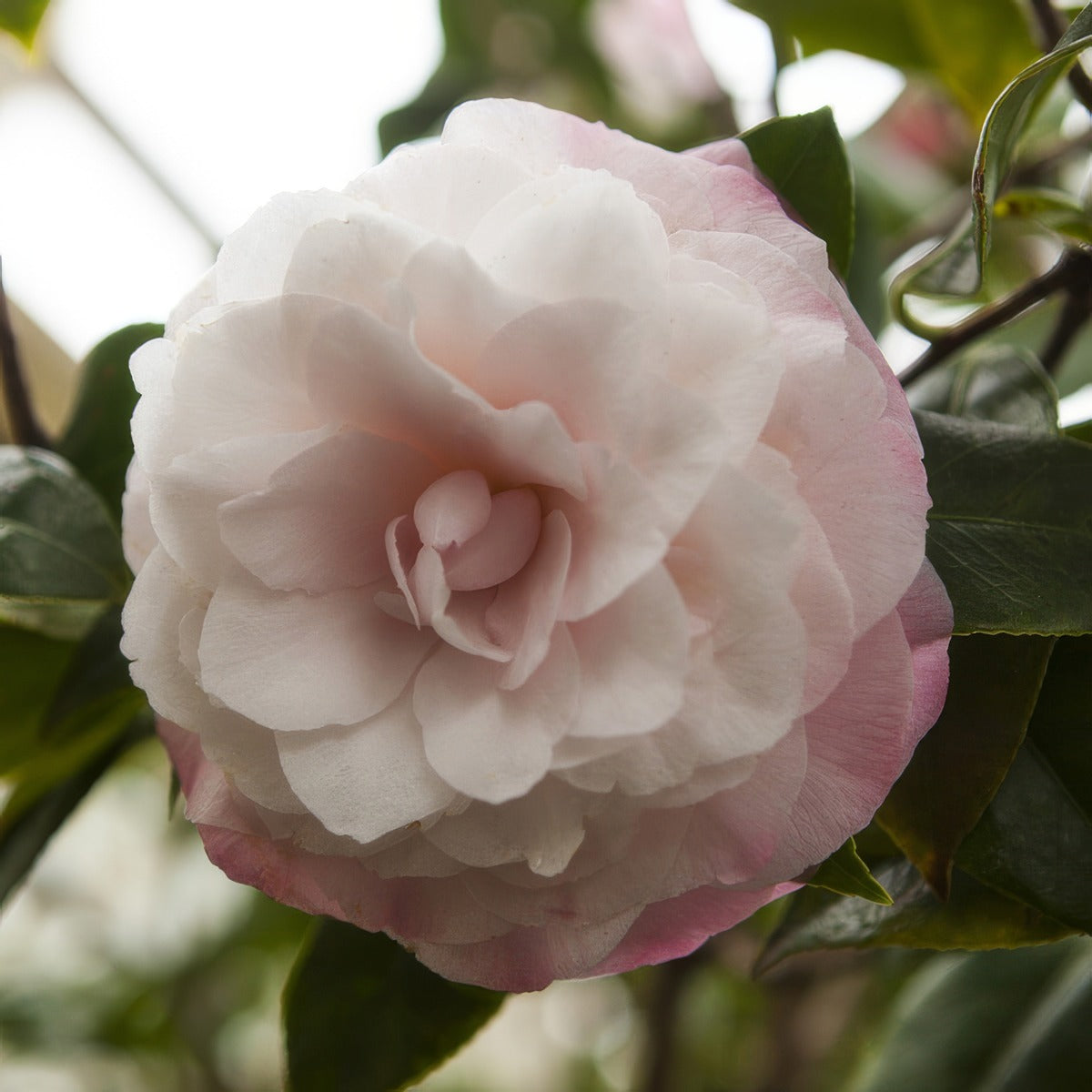 Camellia Nuccios Pearl Lpocamnpe - Garden Express Australia
