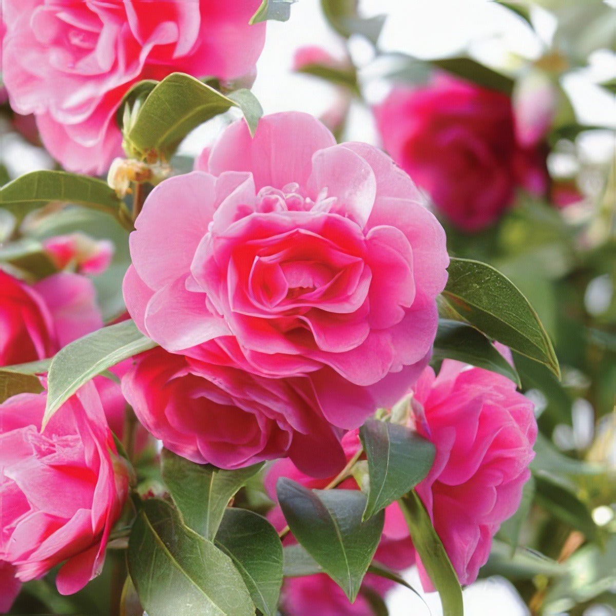 Camellia Sparkling Burgundy 2019 Lpocamsbu - Garden Express Australia
