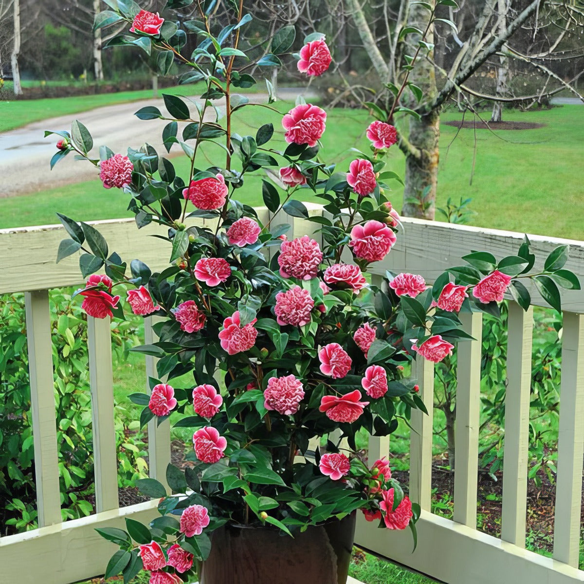 Camellia Volunteer 3 - Garden Express Australia