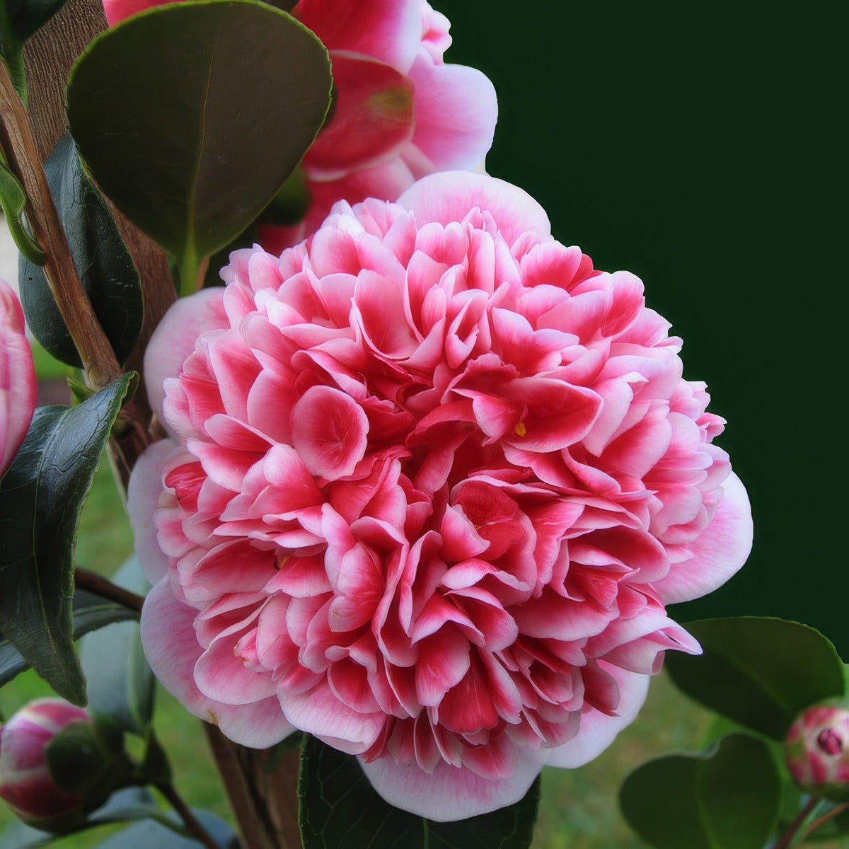 Camellia Volunteer P14camvol - Garden Express Australia