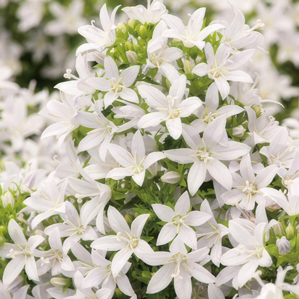 Campanula Alba 15 Fm 14271821pa - Garden Express Australia