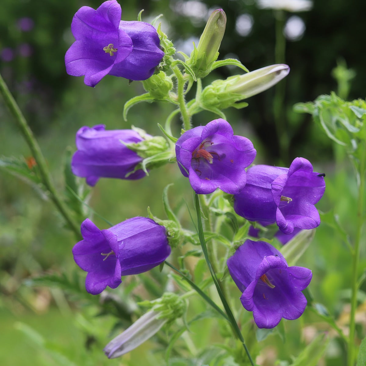 Campanula Canterbury Bells Blue P68camcbb - Garden Express Australia