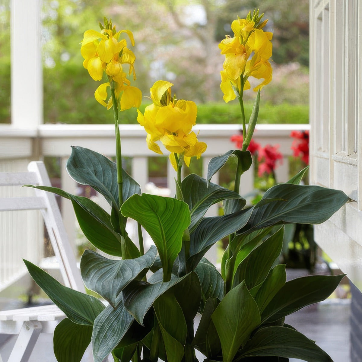 Canna Lily Cannova Sunrise Pkclicsu - Garden Express Australia