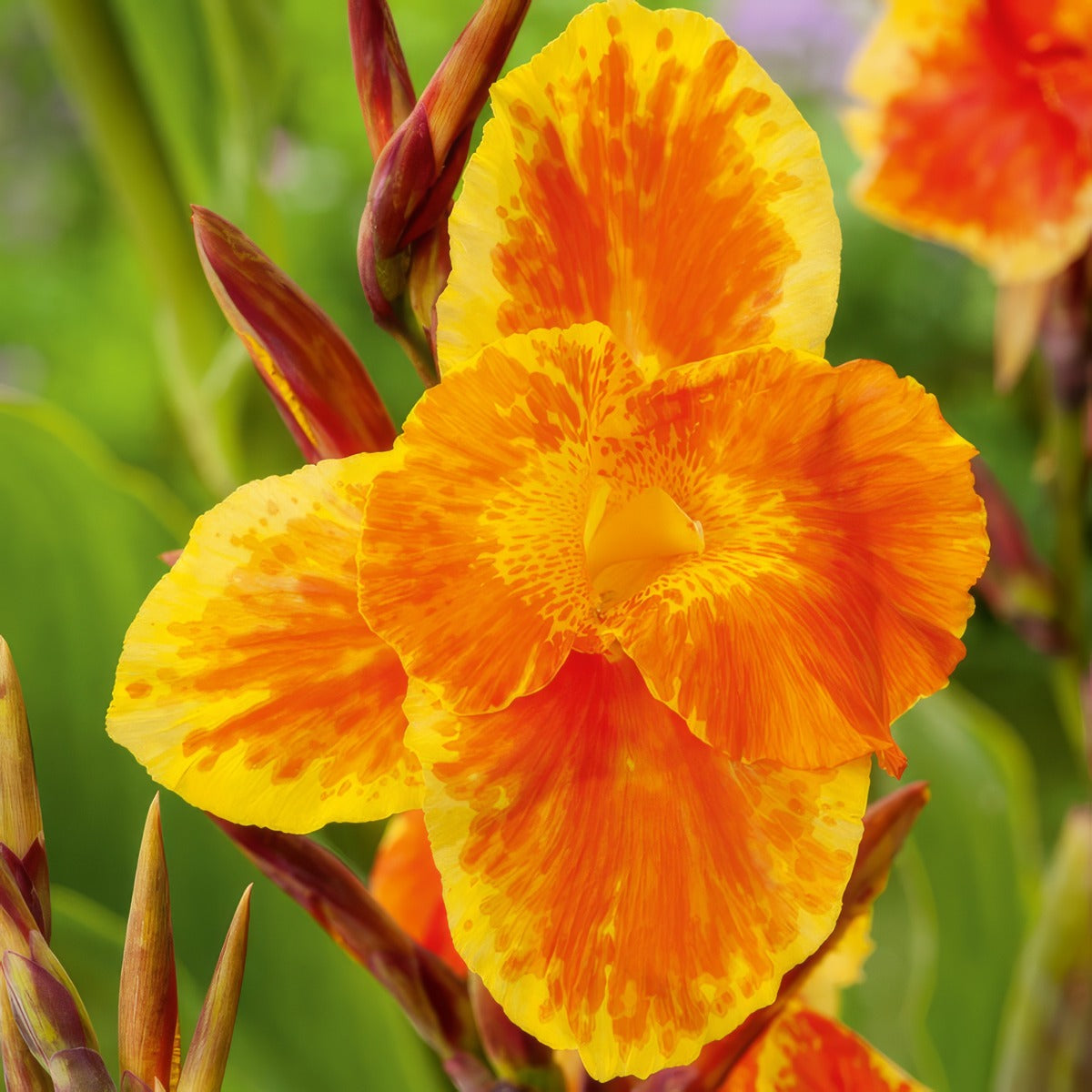Canna Roma 3 Pkclirom - Garden Express Australia