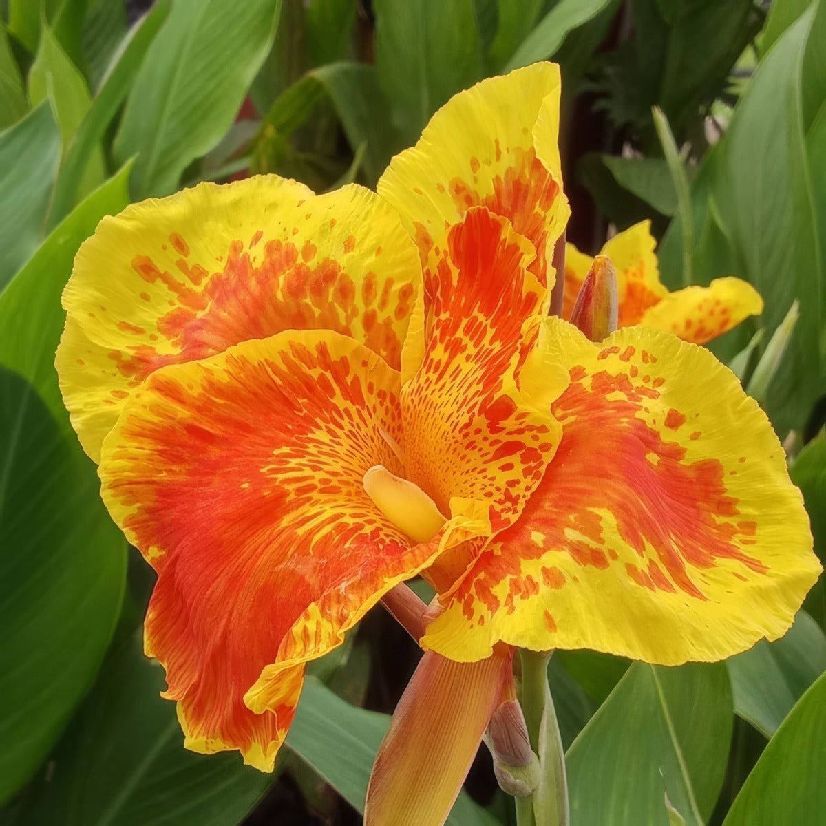 Canna Roma Pkclirom - Garden Express Australia
